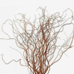 Curly Willow