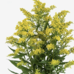 Solidago