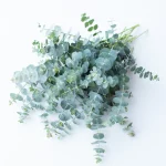 Eucalyptus Baby Blue