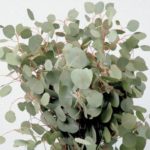 Eucalyptus Silver Dollar