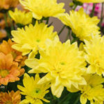 Chrysanthemums