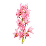 Cymbidium Orchid