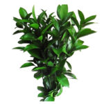 Israeli Ruscus