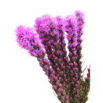 Liatris