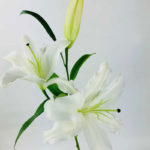Oriental Lilies White