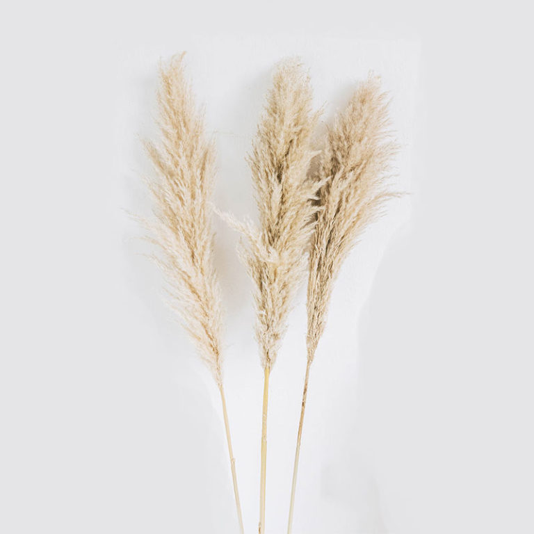 Pampas Grass Baskets & Blooms