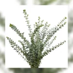 Baby Blue Eucalyptus