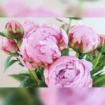 Perfect Peonies