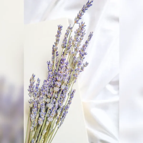 Provençal Preserved Lavender Bundles